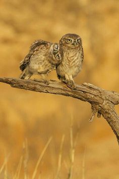 two small owls sitting on top of a wooden branch next to each other in front of a brown background