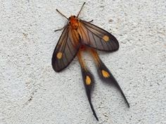 a close up of a moth on a wall