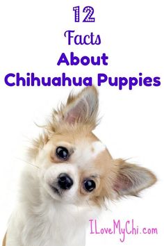 a small dog with the words 12 things about chihuahua puppies in front of it