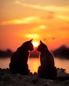 two cats sitting next to each other in front of a sunset with the sun setting