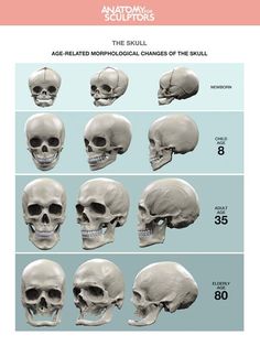 an image of different types of skulls with numbers on them and the names in each