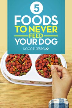 a person feeding their dog food with the title 5 foods to never feed your dog