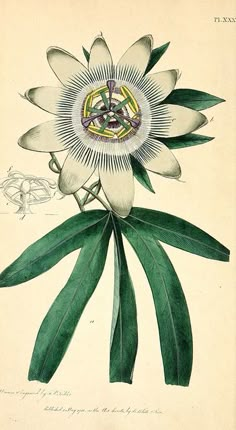 an illustration of a white flower with green leaves on the bottom and yellow center surrounded by other flowers