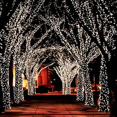 lighted trees are lined up on the sidewalk