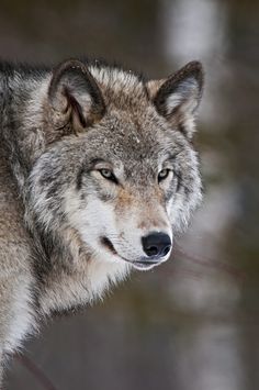 a wolf is standing in the snow with his eyes closed