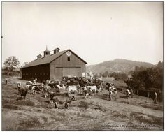 an old black and white photo of cows in front of a barn