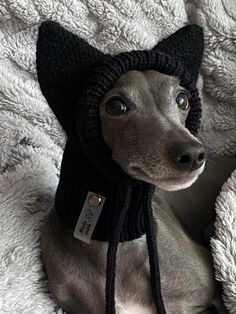 a gray dog wearing a black knitted hat and scarf on top of a white blanket