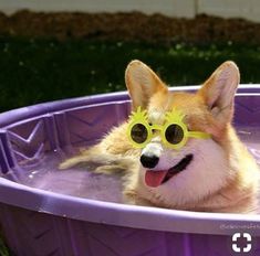 a corgi dog wearing goggles in a purple pool