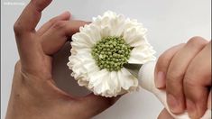 two hands are holding a white flower with green centers and one hand is pulling it out from the other