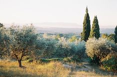 an olive grove with trees in the foreground