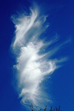 an unusual cloud formation is seen in the sky above some tree tops on a sunny day