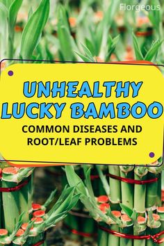 Unhealthy Lucky Bamboo Dracaena Sanderiana, Common Diseases, Lucky Bamboo Plants, Bamboo Roots, Plant Pests, Root Rot, Forest Plants, Clear Vase, Lucky Bamboo