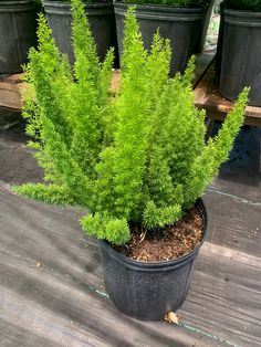 a potted plant sitting on top of a wooden table