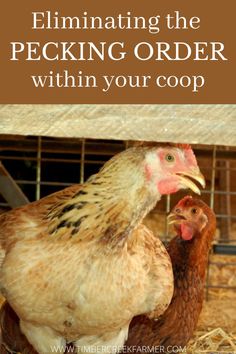 two chickens standing next to each other in hay with the words eliminating the pecking order within your coop