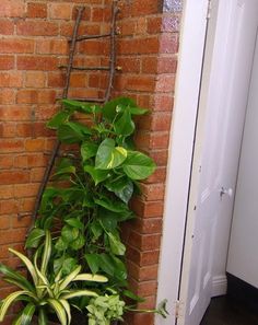 a plant is growing on the side of a brick wall in front of a door