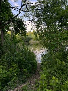 a river surrounded by lush green trees and bushes