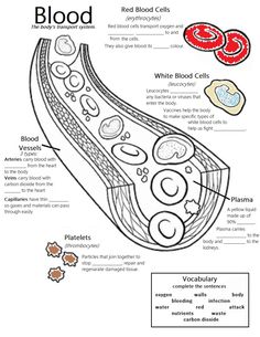 the diagram shows blood and its functions in an animal's body, as well as other