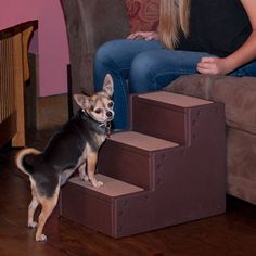 a small dog standing on some steps in front of a woman sitting down and looking at the camera