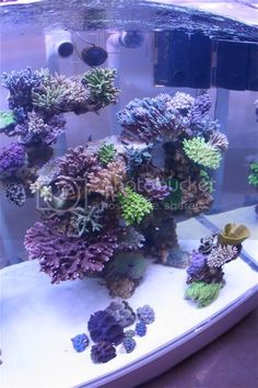 an aquarium filled with lots of different types of corals