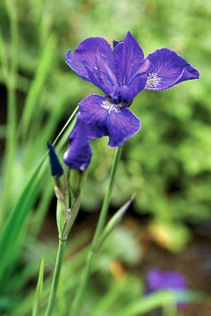 a purple flower with green stems in the foreground