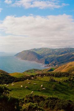 sheep are grazing on the green hills by the ocean and wind mills in the distance