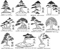 the different types of bonsai trees