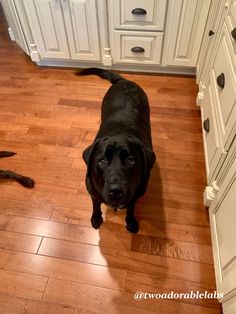 a large black dog standing on top of a wooden floor next to a kitchen counter