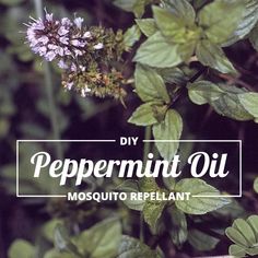 the words diy peppermint oil mosquito repellent