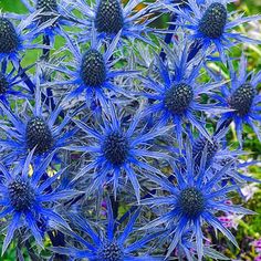 the blue flowers are blooming in the garden