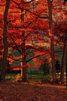 trees with red leaves on the ground and grass in the foreground, surrounded by other trees