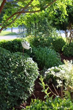 a white bird standing on top of a lush green field next to bushes and trees