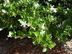 some white flowers are growing in the dirt