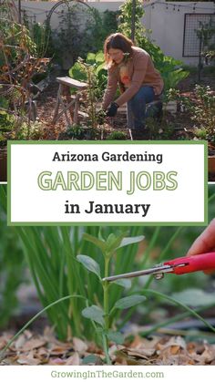 a woman is gardening in her garden with text overlay that reads arizona gardening garden jobs in january