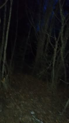 a blurry photo of some trees in the woods at night with only one light on