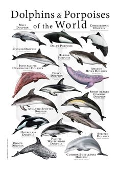 dolphins and porpoises of the world poster with their names in english, spanish, and