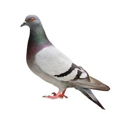 a pigeon standing on top of a white surface