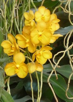 the yellow flowers are blooming on the tree