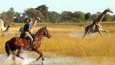 people are riding horses through the water with giraffes in the back ground