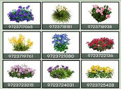 various types of flowers in different sizes and colors, with the names on each one