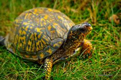 a yellow and black turtle sitting in the grass