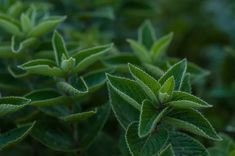 closeup of green leaves in the sunlight