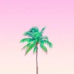 a lone palm tree against a pink sky