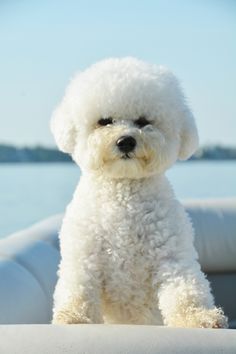 a white poodle sitting on top of a boat in the water and looking at the camera