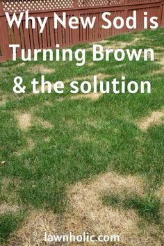 new sod turning brown Sod Installation Diy, How To Dig Up Grass For Flower Bed, How To Reseed Your Lawn In Fall, Centipede Grass, Zoysia Grass, Sod Installation, Go Browns