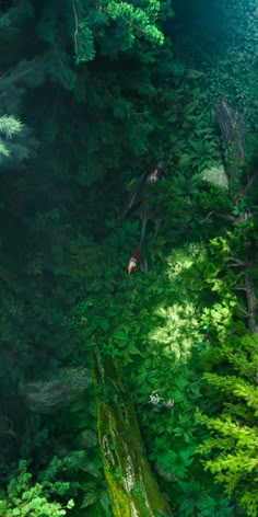 an aerial view of a forest with lots of green plants and trees in the foreground