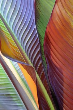 the underside of a large green and red plant with long, curved leaves on it's sides