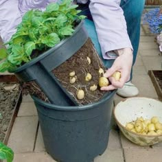 a person kneeling down next to a potted plant with potatoes growing out of it