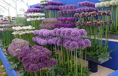 purple and white flowers on display in a garden center with blue steps leading up to them