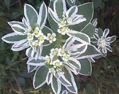 some white and green flowers are in the grass