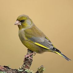 a yellow and gray bird sitting on top of a tree branch in front of a brown background